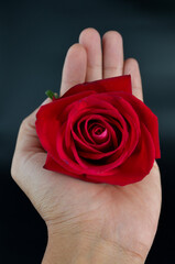 Hand holding red rose isolated on black background.