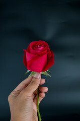 Hand holding red rose isolated on black background.