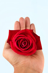 Hand holding red rose isolated on white background.