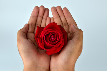 Hand holding red rose isolated on white background.