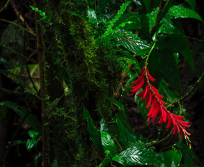 Red flower in the cloud forest of Monteverde, Costa Rica