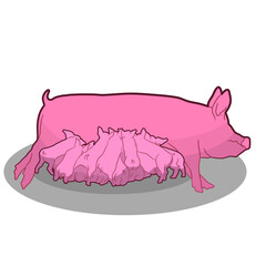 Piglet is sucking mother's pig.