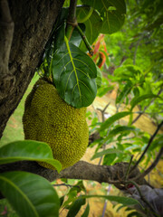 jackfruit