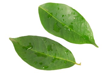 Fototapeta na wymiar Syzygium polyanthum or commonly known as bay leaf, isolated on a white background