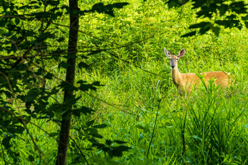 A Whitetail Doe is Grazing in a Wetland Habitat.