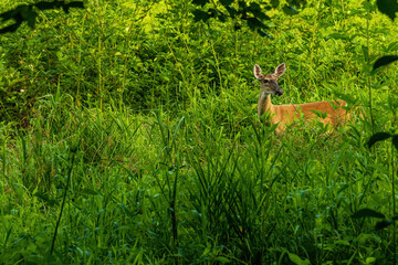 A Whitetail Doe is Startled and Attentive to Sounds in the Marsh.