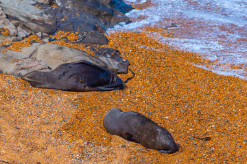 New Zealand fur seal at Katiki point, New Zealand