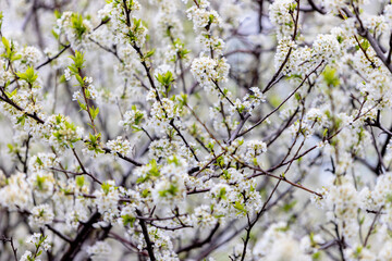 Obraz premium Blooming plum tree. The branches are covered with white flowers.