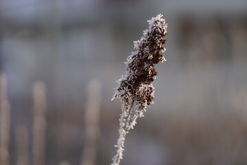 Blown flower with snow at Sweden winter