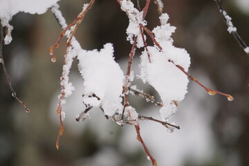 Snow of the Tree branch