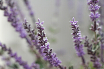 close up of lavender flowers