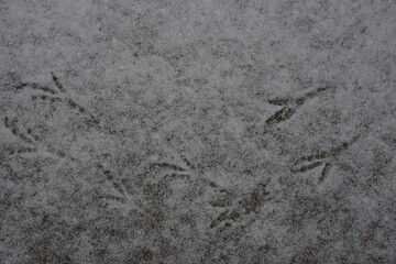 Bird feet on the snow at Sweden