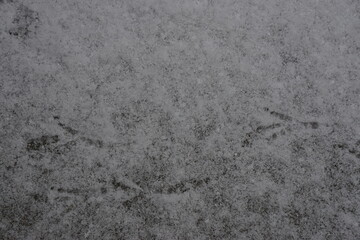 Bird feet on the snow at Sweden