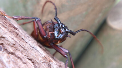 spider on the ground