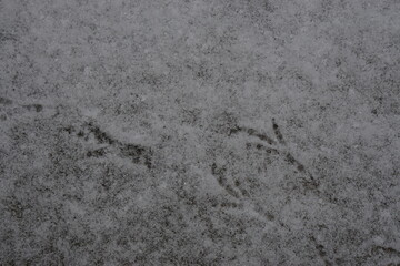 Bird feet on the snow at Sweden