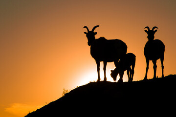 Badlands Mountain Goats
