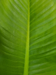 close up of green leaf