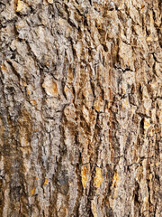 tree bark texture
