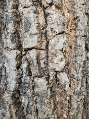 tree bark texture