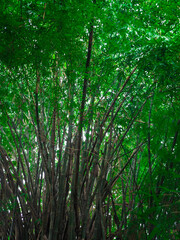 Green nature and green leavesGreen nature and green leaves