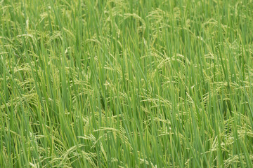 natural green rice field background,selective focus