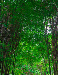 Obraz premium Green nature and green leavesGreen nature and green leaves