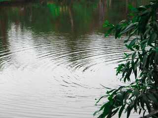 Green nature and green leavesGreen nature and green leaves