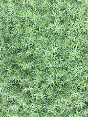 Green nature and green leavesGreen nature and green leaves