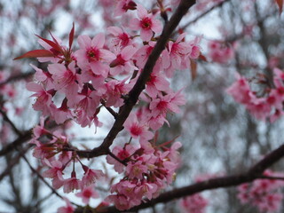 Blossom of Wild Himalayan Cherry (Prunus cerasoides) or Giant tiger flower in Thailand. Selective focus.