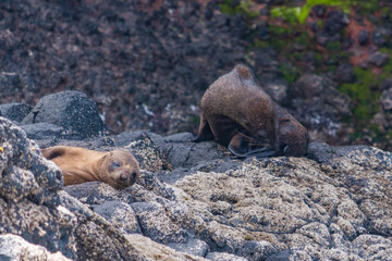 New Zealand fur seal pups at Banks peninsula, New Zealand