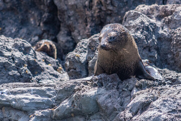 New Zealand fur seal pups at Banks peninsula, New Zealand
