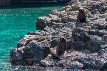 New Zealand fur seal at Banks peninsula, New Zealand