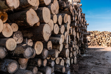 Stack of wood logs. Wood storage for industry. Felled tree trunks. Panorama of firewood cut tree trunk logs stacked prepared. Deforestation for Industrial production.