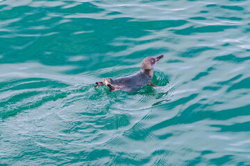 Blue penguin at Banks peninsula, New Zealand