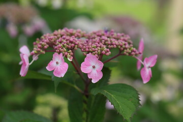 ガクアジサイのピンクの花