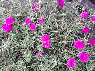 Bell flowers isolated on white background
