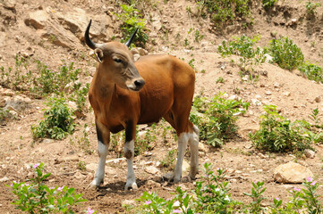 Banteng Cow