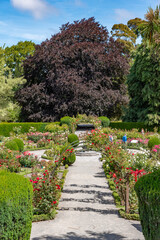 Rose garden at Christchurch Botanic garden in New Zealand