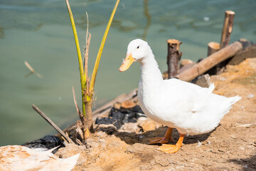 Masses duck in the Farm.Thailand.