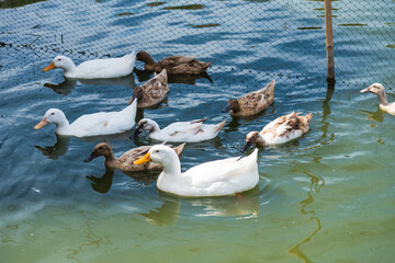 Masses duck in the Farm.Thailand.