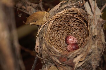 bird nest with eggs