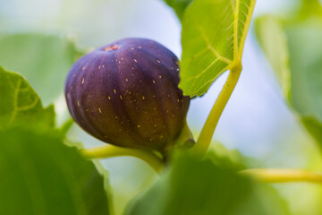 Fico viola sull'albero