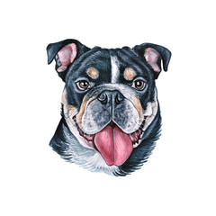 Watercolor illustration of a funny dog.   English bulldog. Hand made character. Tongue.