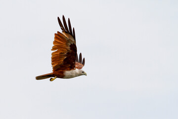 Fototapeta na wymiar Red eagle fly on the sky in nature at thailand