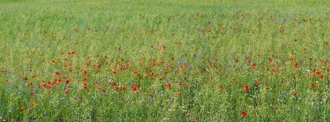 June  summer  field with the blossoming red  poppies and blue cornflowers