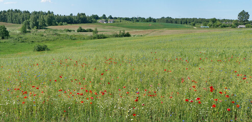 A typical Lithuanian  summer meadow landscape with poppies and cornflowers