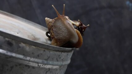 A couple of love. Helix Aspersa Garden snails mating. Life cycle of a snail.