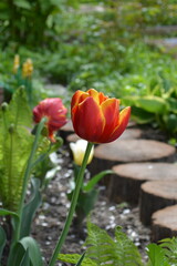 Fototapeta premium A wonderful view of the blooming red tulips blooming in the spring garden.