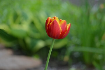 A wonderful view of the blooming red tulips blooming in the spring garden.