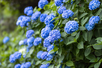 飛鳥山公園の紫陽花